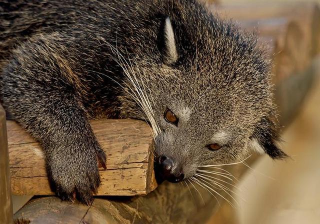 云南出现香甜体味的灵猫,身形酷似黑熊,却有些雌雄难辨