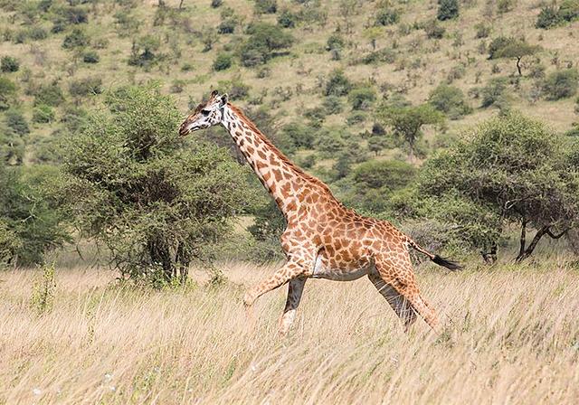 长颈鹿的叫声是怎样的声音如牛的它竟被古人误认为是麒麟