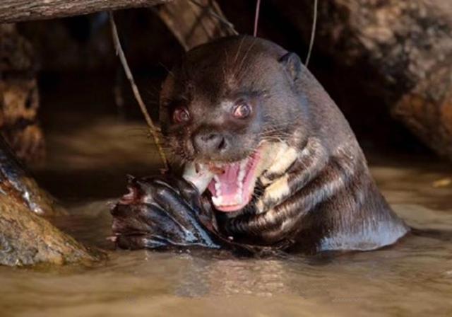 南美的"河狼"个头小巧,却能与鳄抗衡,甚至还能吃掉鳄鱼的尾巴