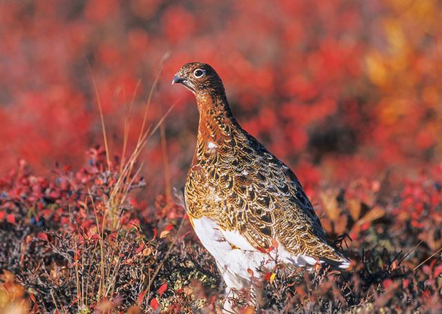 黑龙江的雷鸟,传说中拥有神力的鸟,一年换四套羽毛