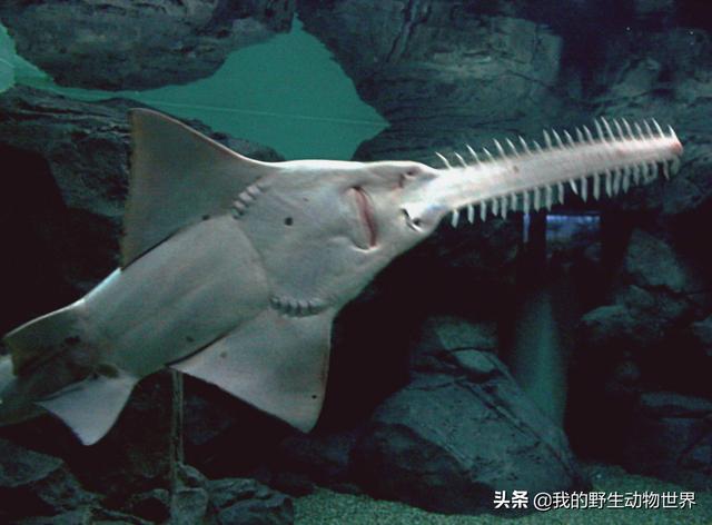 电锯狂魔处女生娃锯鳐这是人干的事情