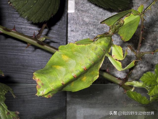 可怜的叶子虫，伪装成树叶以假乱真，被人丢进垃圾桶