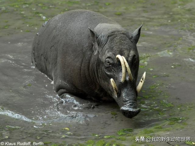 非常特別的野生動物,當地人傳說鹿豚是鹿和豬雜交的產物,為了追求異形