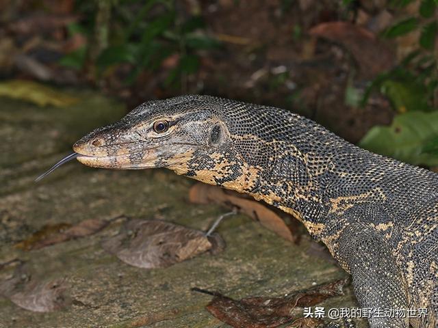 西双版纳一野生动物,绰号"五爪金龙" ,能把自己吃撑死