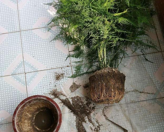 繁殖文竹,还是用分株的方式,或是种子播种的方式更加靠谱,文竹长到一