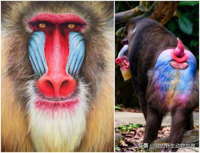 非洲一猴子长着花脸和彩虹屁股,脾气火爆,敢和豹子搏斗
