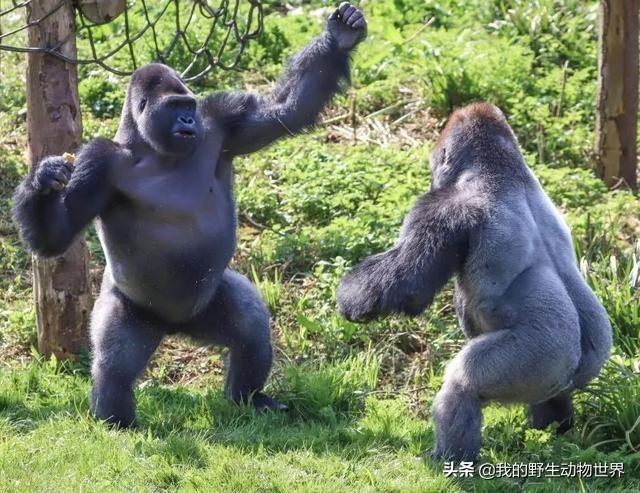 非洲一大猩猩,体重180公斤,凶神恶煞,却会主动保护人类|大猩猩|山地|