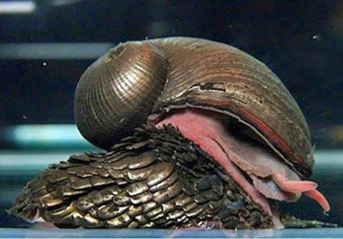 是蜗牛壳,就连它们的脚也是被厚厚的金属所包裹着的,可谓是"铁骨铮铮"