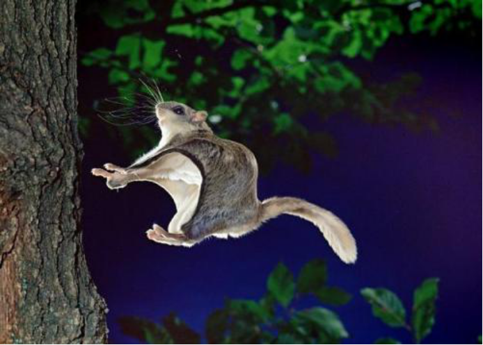 因叫声似鸟身长羽翼而被称寒号鸟其实它是哺乳动物