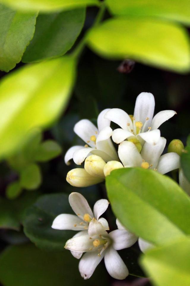 米兰花盛开花香飘远摇身一变成盆景价值翻倍