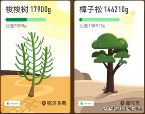 你种下的梭梭树还活着吗沙漠里一老鼠正在杀死它