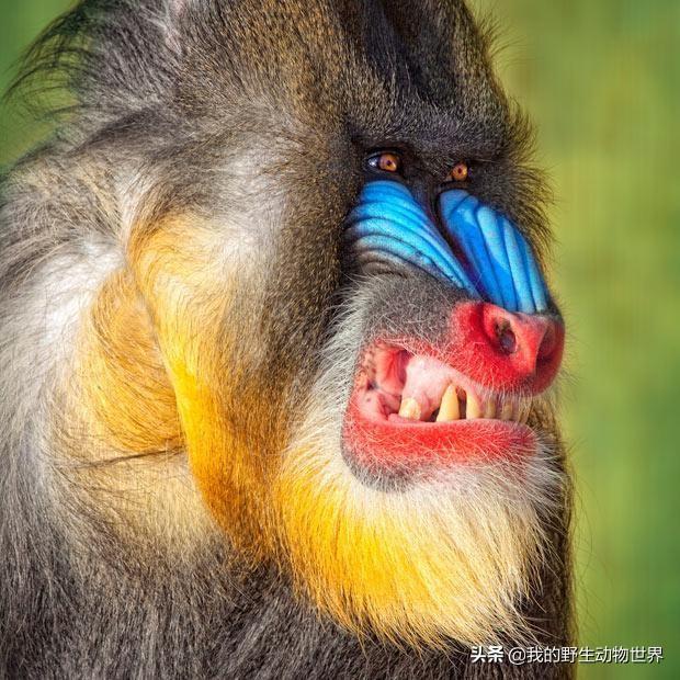 非洲一猴子长着花脸和彩虹屁股脾气火爆敢和豹子搏斗