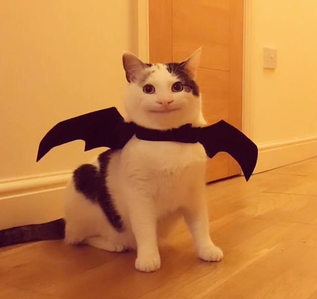 猫咪自带"职业假笑",网友质疑是p图,背后却另有原因