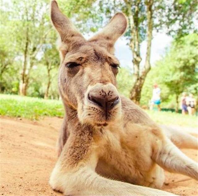 高龄袋鼠装假牙,从吃不下饭到食欲大增,现在一天能吃三斤粮