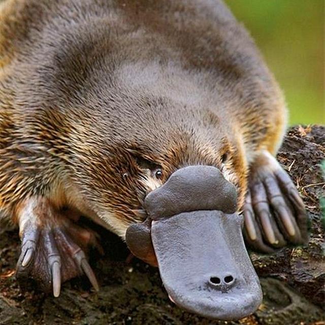 鸭嘴兽看似可爱,身上却藏有保命暗器,可别轻易惹毛了它们