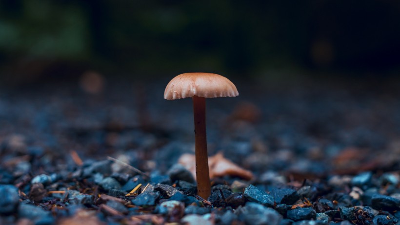 未来三个月运势格外旺盛,要喜有喜,要财有财,一帆风顺的属相