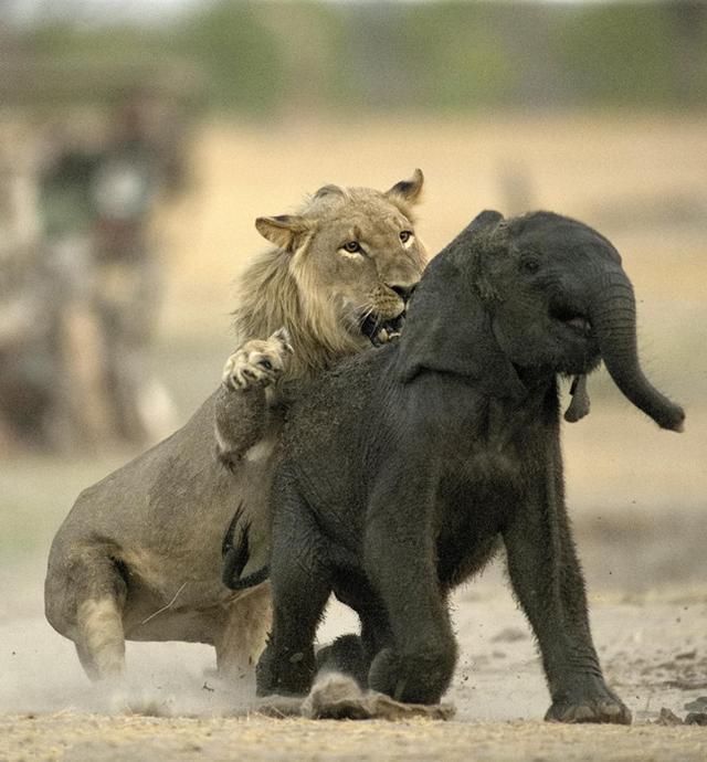 小象误入狮群惹小狮子发飙,懵懂小象能逆袭干掉狮子吗?