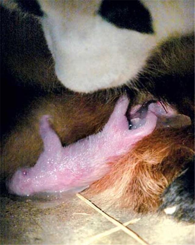 成年大熊猫的体重基本在150-300斤,按照正常哺乳动物生育后代的习惯