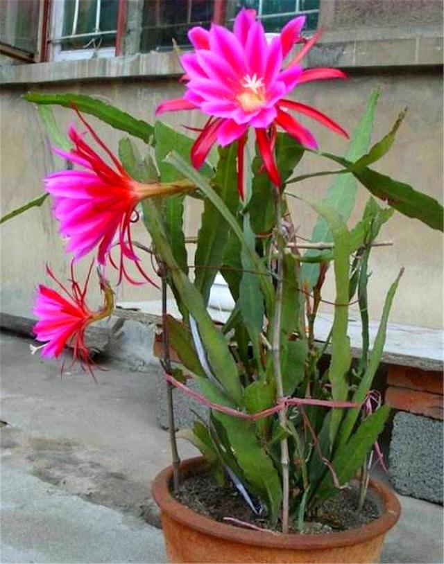 令箭荷花开花有诀窍3个条件缺一不可做好了1盆花开100百朵