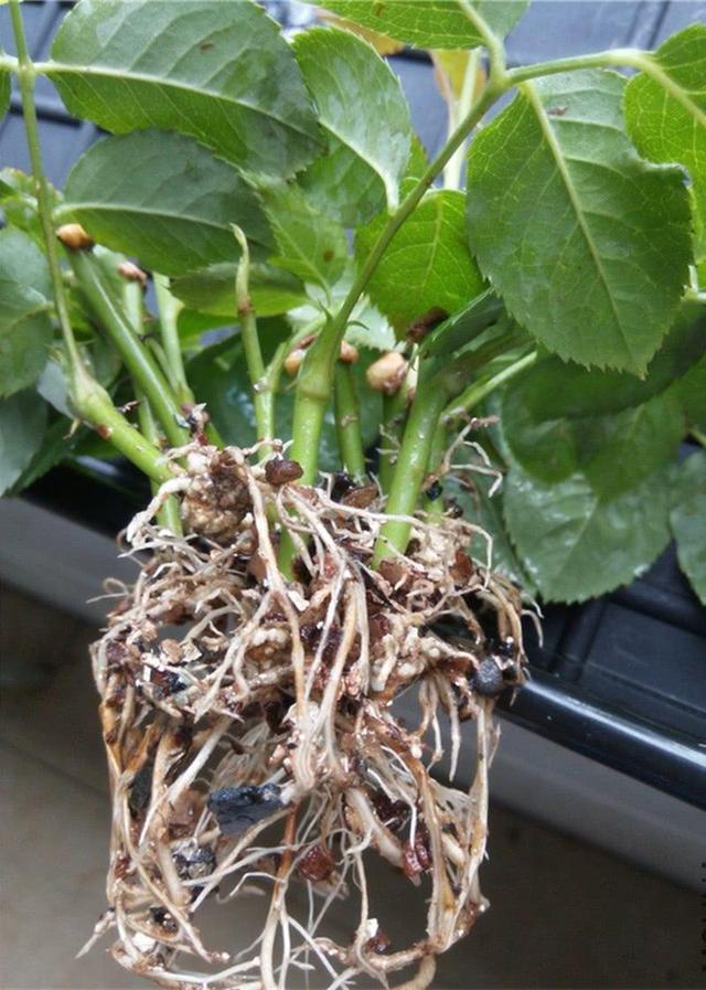 月季花的生长主要根茎吸收营养,如果根茎不发达,那土壤里面的营养再