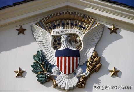 美国国徽上的白头海雕国字当头的动物,多多少少能反应一个国家的形象.