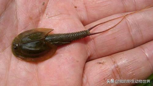 农村一虫子活了3亿年,一生只有90天,卵却能活25年|鲎虫|鲎|农村_新浪