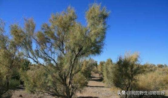 你种下的梭梭树还活着吗?沙漠里一老鼠正在杀死它|蚂蚁森林|梭梭|沙鼠_新浪新闻