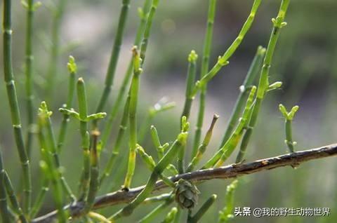 你种下的梭梭树还活着吗沙漠里一老鼠正在杀死它