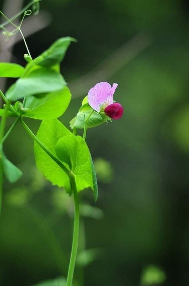 原创散文:夏天的风