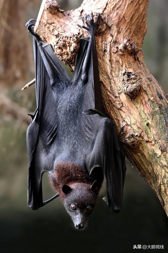 蝙蝠|长相|叫声_新浪新闻