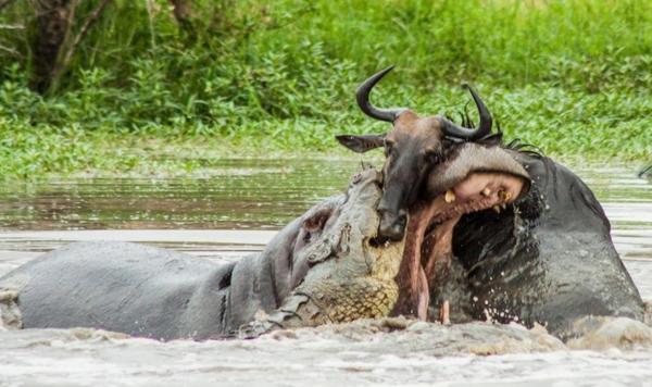 鳄鱼和水牛的生死战河马非要横叉一脚鳄鱼河马以二对一险胜