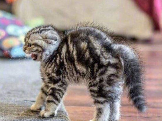 猫咪受到惊吓会炸毛,为啥不直接逃呢?倒是有点儿掩耳盗铃的意思
