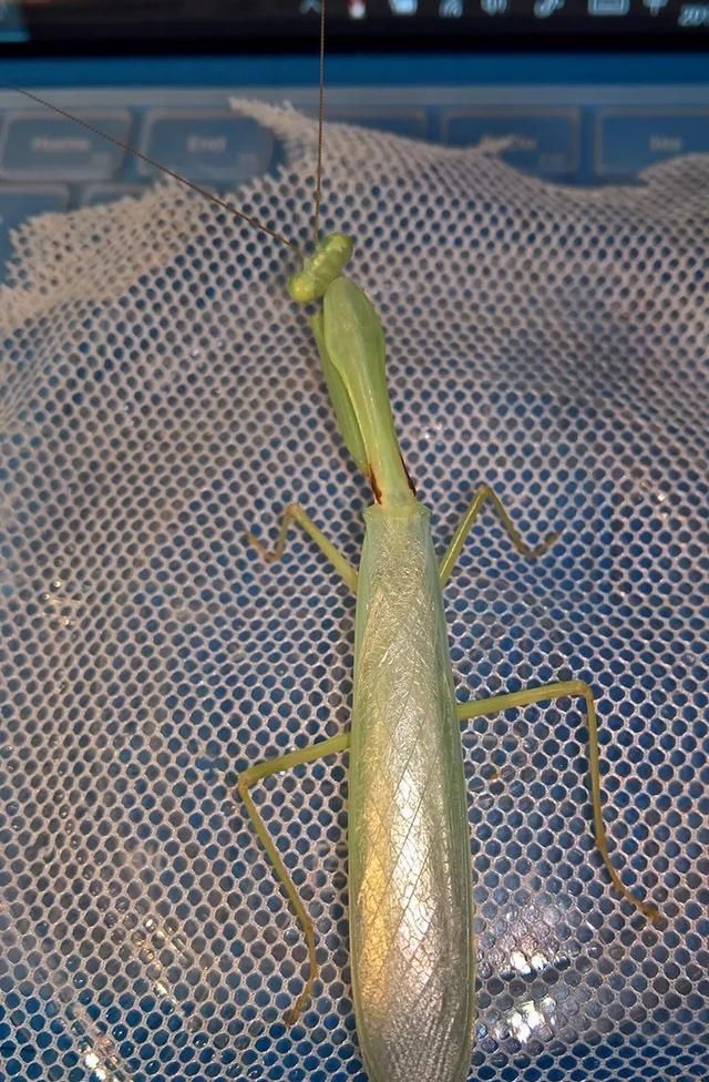 螳螂真的可以捕蛇吗