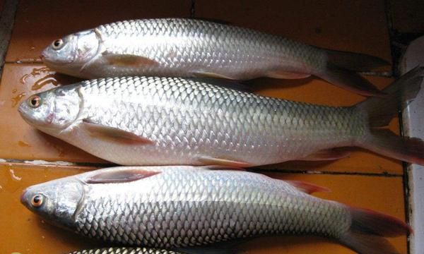 一,麦鲮市场价格目前麦鲮的市场价格行情比较稳定,主要跟产地,供需