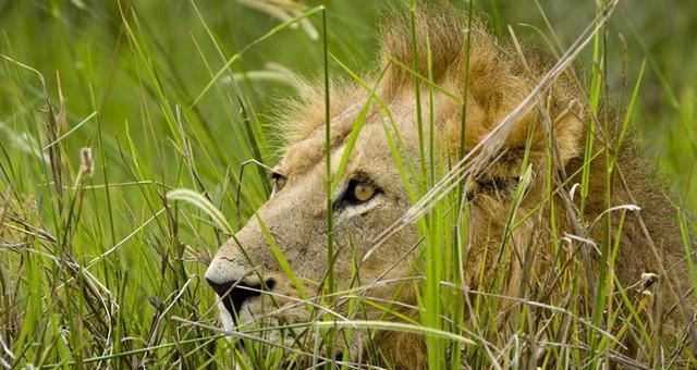 狮子潜伏已久想要捕食斑马,结果一出场就败了这是咋回事?