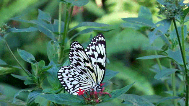 金平蝴蝶谷上亿只蝴蝶宝宝即将破茧成蝶