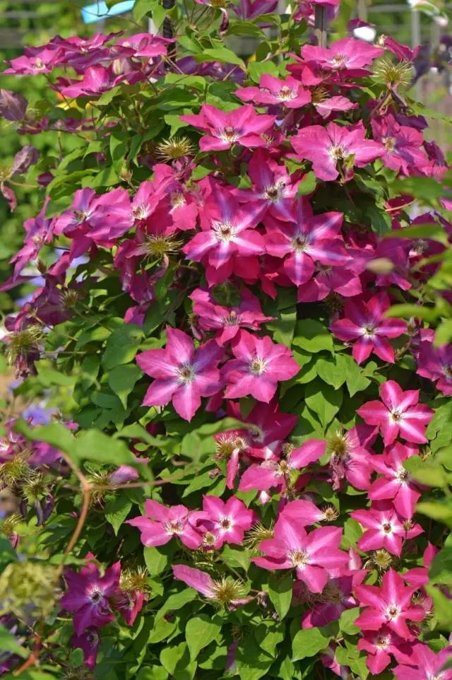 铁线莲的枝条生长茂盛,日常养护的时候要注重修剪,保持株型优美.