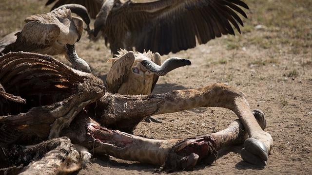 食腐动物在生态系统里的作用是不言而喻的,比如在非洲的盖伦盖蒂大