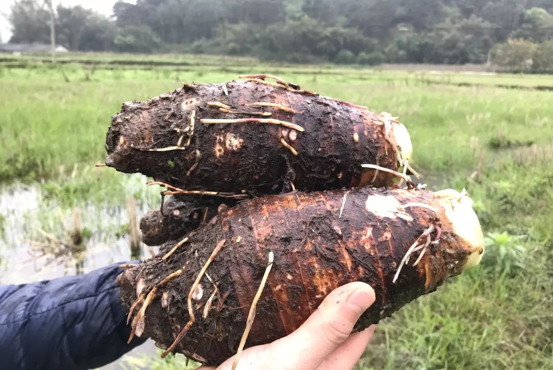 让人欲罢不能的广西荔浦芋头又香又糯吃了还想吃