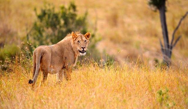 小狮子就有,且存在有斑点的成年狮