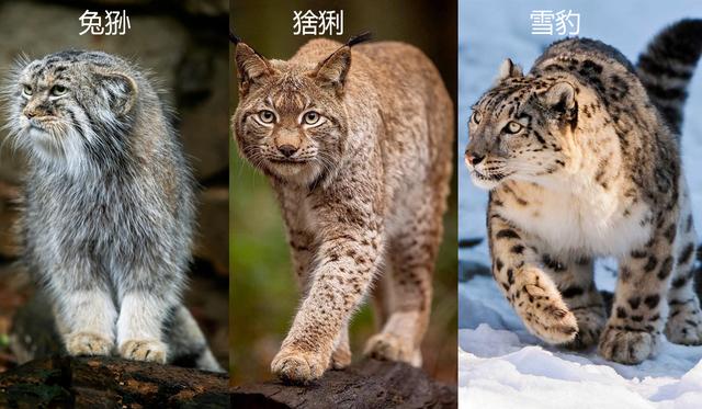 低调的实力派,猞猁简直是缩小版的“百兽之王”|赤狐|加拿大|森林|纳利|雪豹_新浪新闻