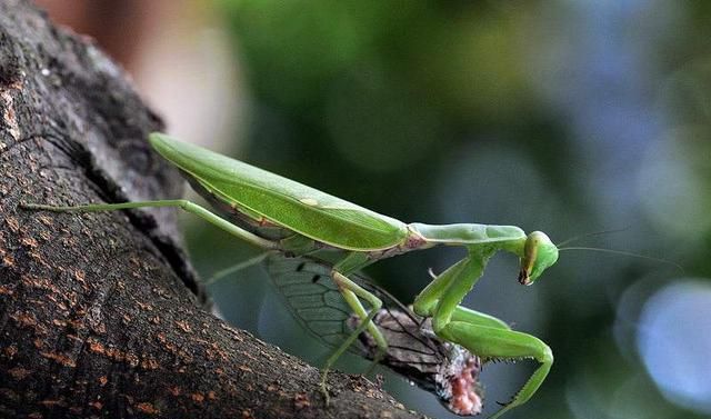 之后,螳螂就会用自己的咀嚼式口器撕咬了,螳螂的口器的上颚非常的强大
