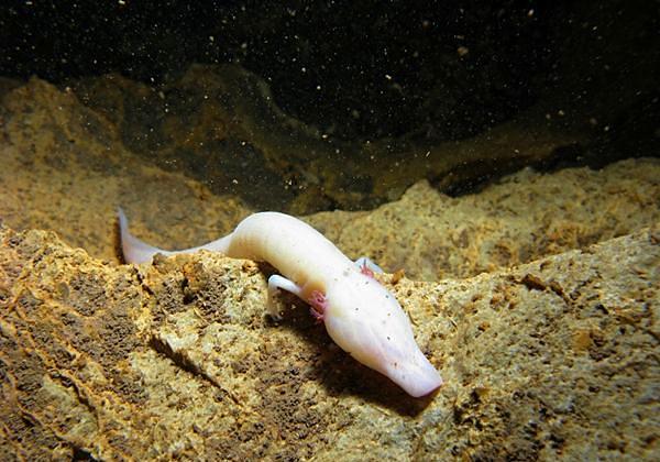 洞螈为何物?不但长着龙的外形,还有着多年不进食却能存活的本领