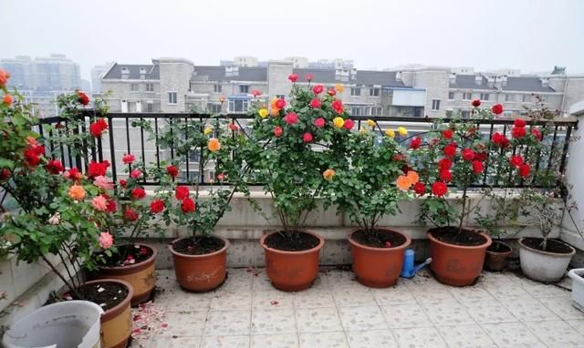 6月即到,阳台上的盆栽月季这样养必能爆花到让你欣喜