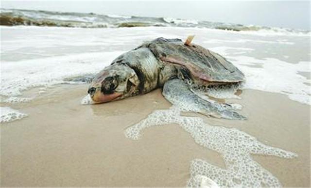 海龟不慎被网卡住失去前腿,龟:都是贪吃惹的祸