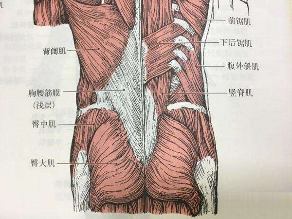 臀肌位置图图片
