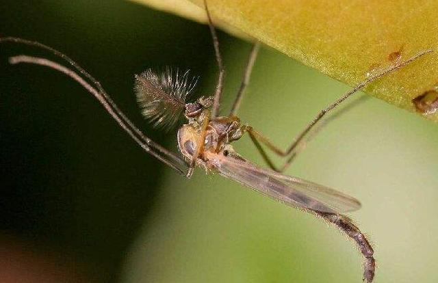 非洲美食"蚊子饼",一块饼中含数十万只蚊子,蚊子也能吃?