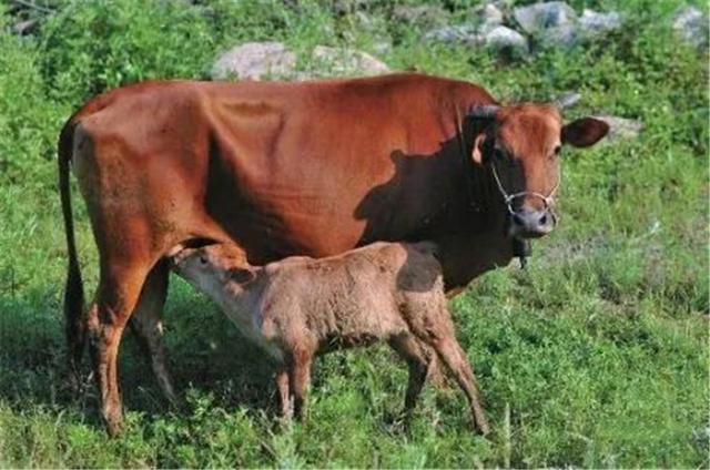 牛宝宝头上长有特殊标志,竟引来镇民祭拜