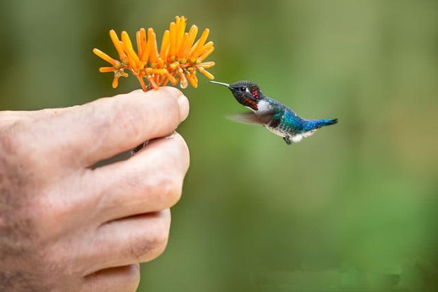 有蜂鸟在花坛里悬停采蜜外表相似实际上却是扑棱蛾子