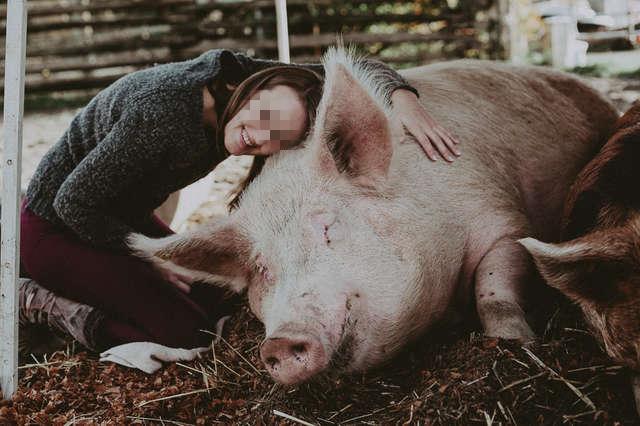 一个人和他的猪 新浪网